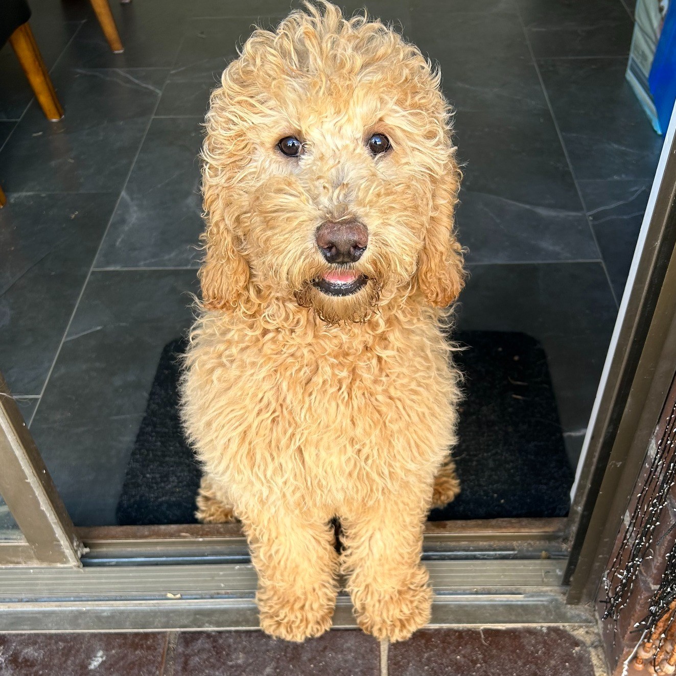 LD Dog 1