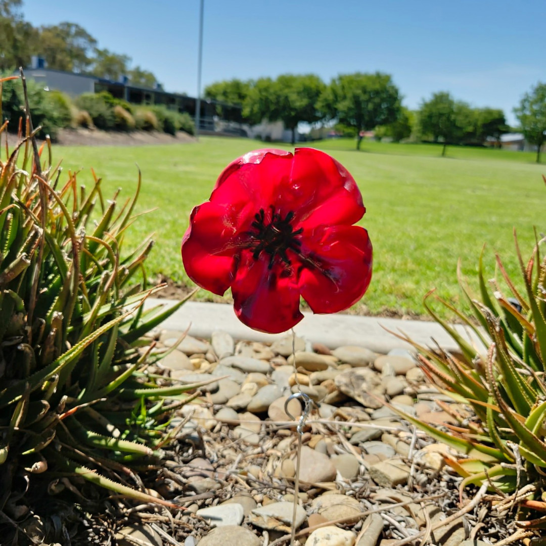 Poppy 1