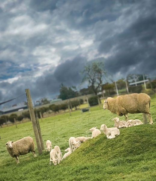 Emmaus Lambs