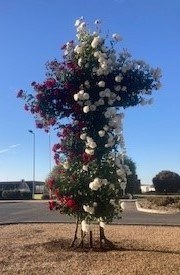 Emmaus Roses Cross