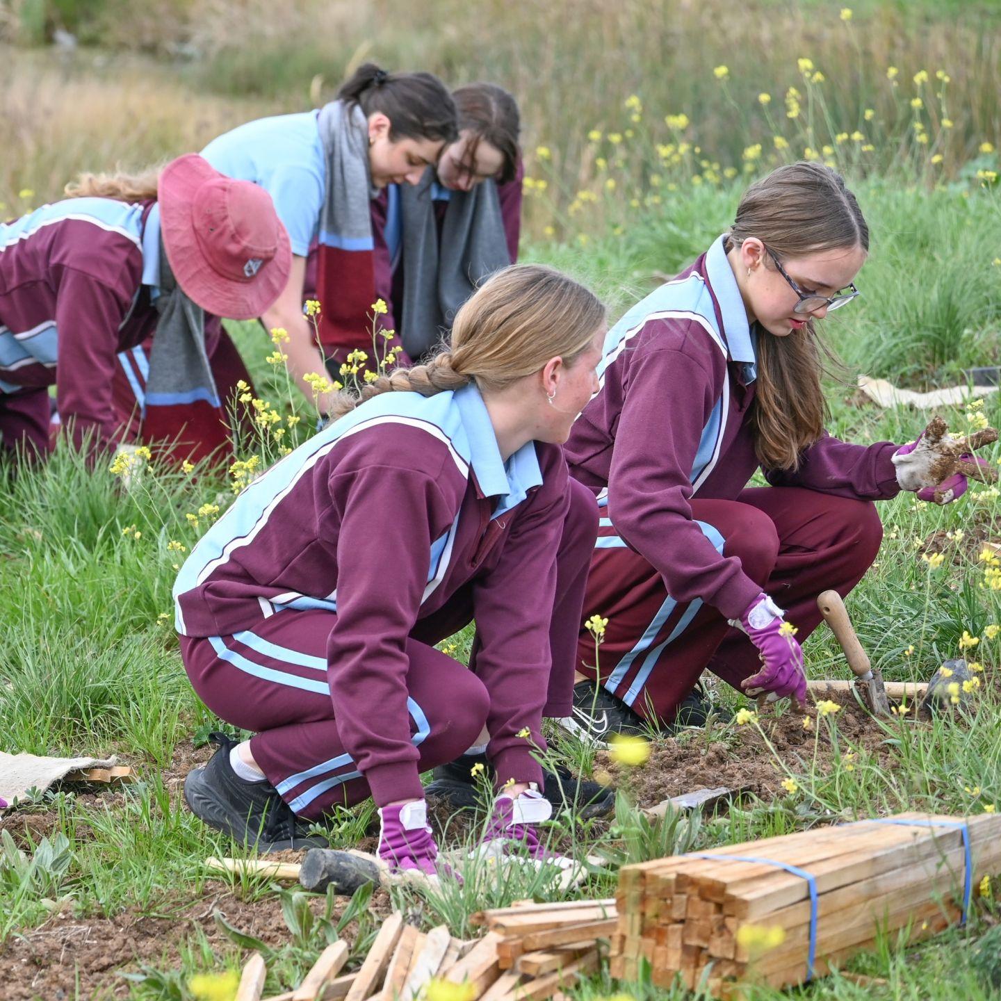 Tree Planting 10