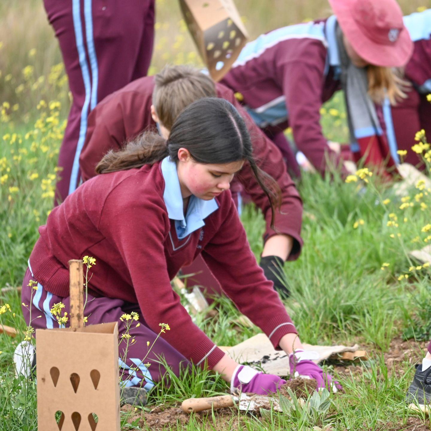 Tree Planting 7