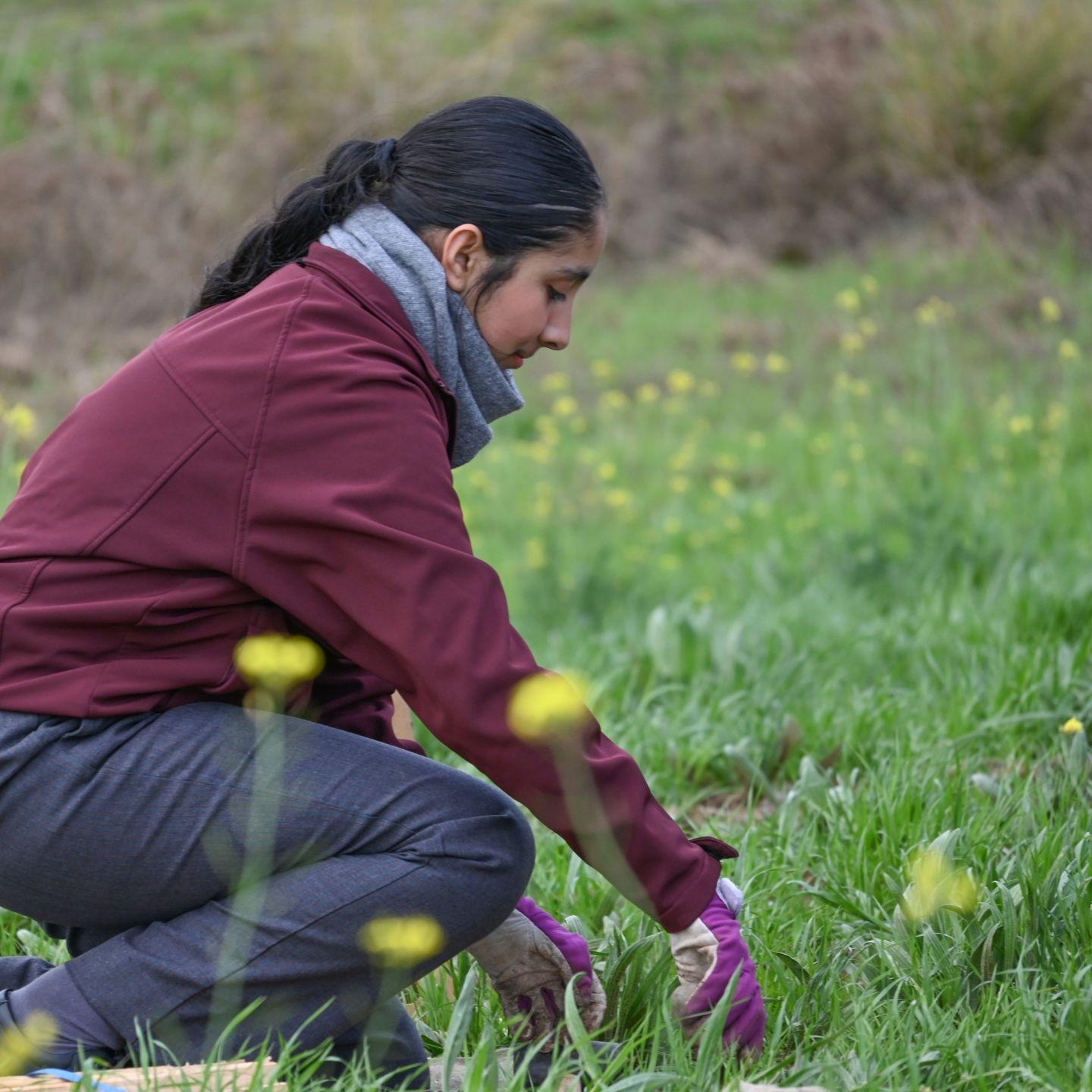 Tree Planting 8