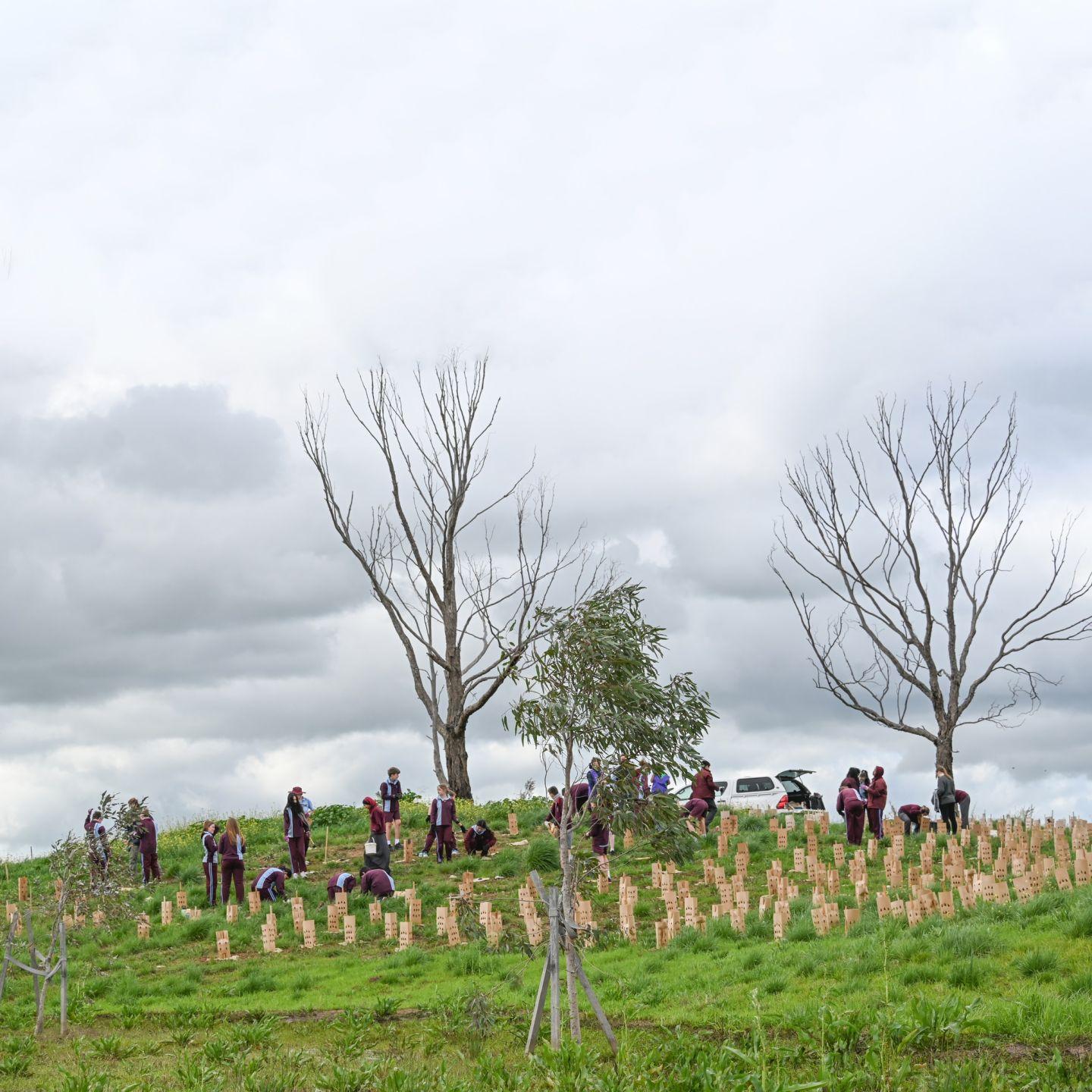 Tree Planting 9