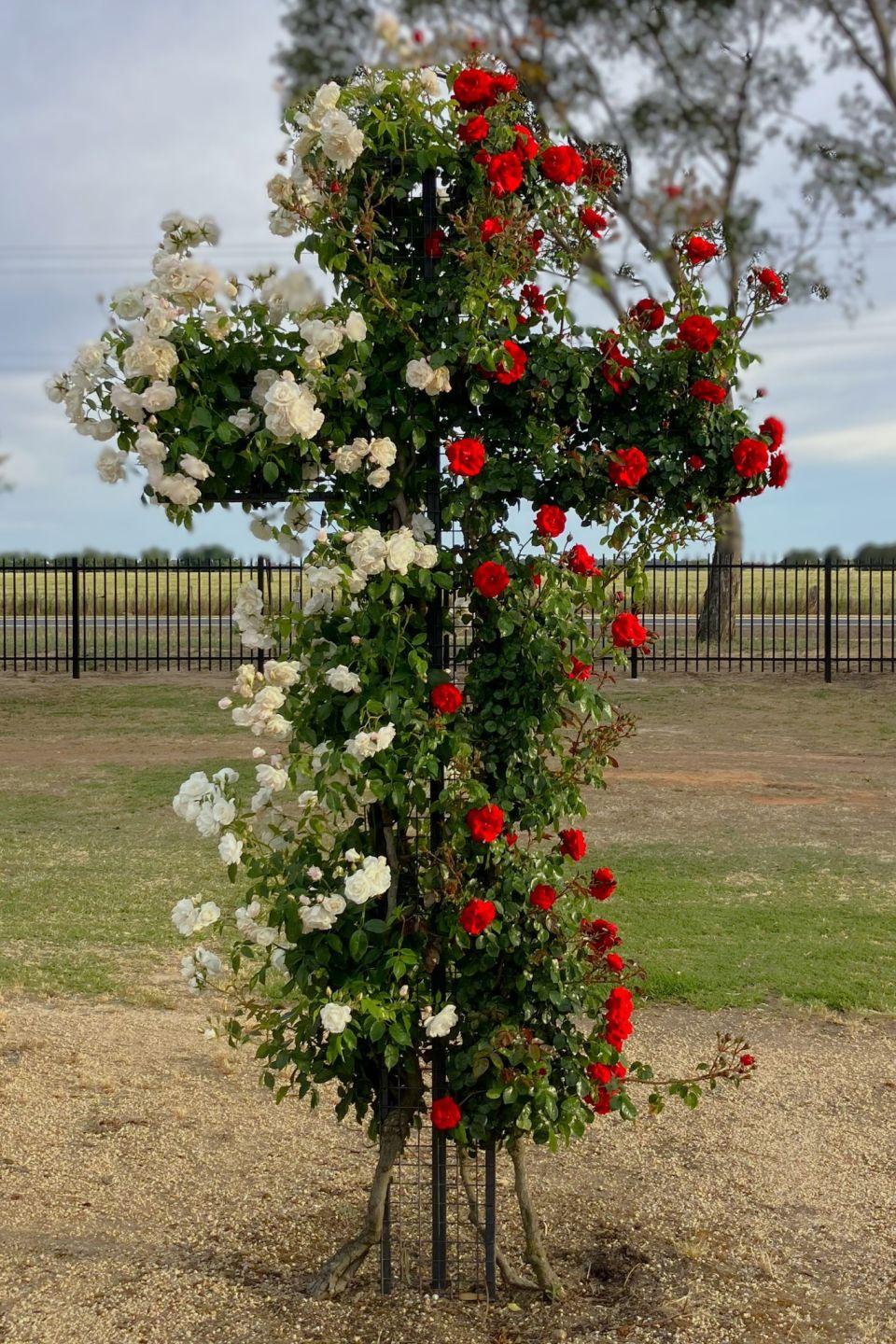 Remembrance 17